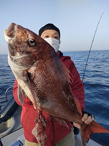 マダイの釣果