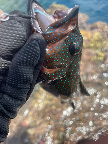 アオノメハタの釣果