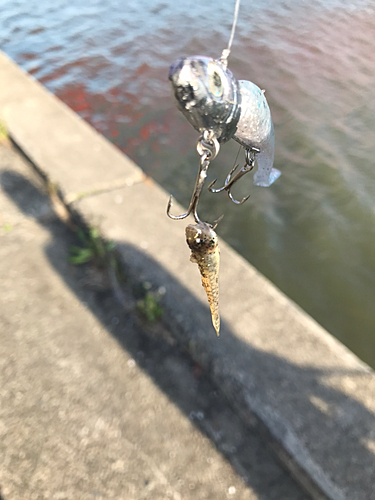 ハゼの釣果