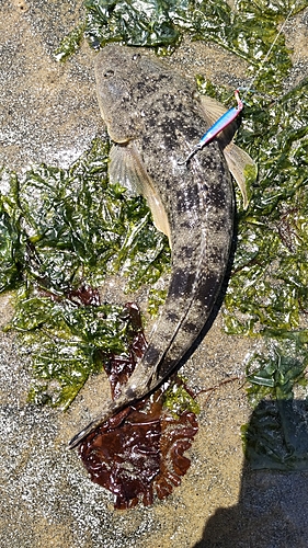 マゴチの釣果