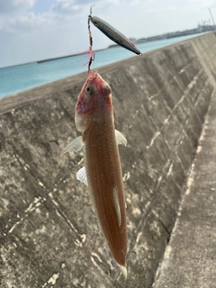 エソの釣果