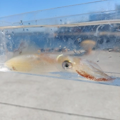 ヒイカの釣果