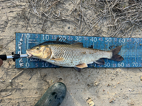 ニゴイの釣果