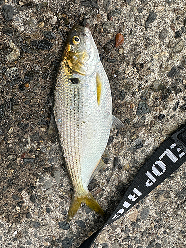 コノシロの釣果