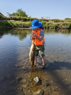 コイの釣果