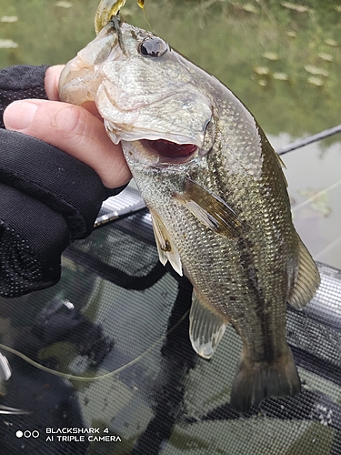 ブラックバスの釣果