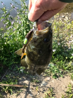 スモールマウスバスの釣果