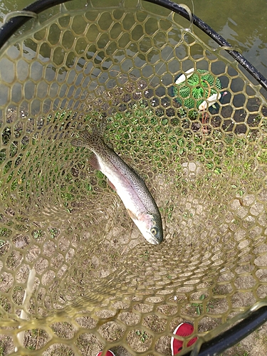 ニジマスの釣果