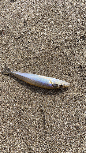 キスの釣果