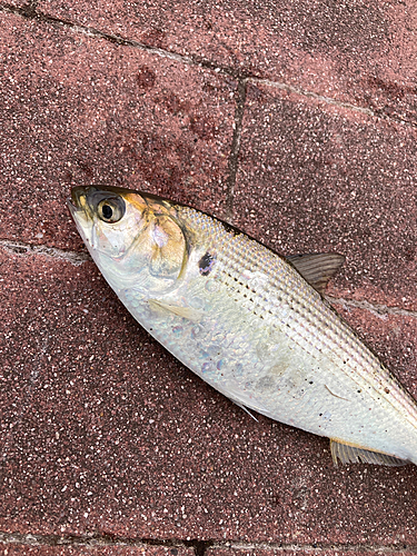 コノシロの釣果