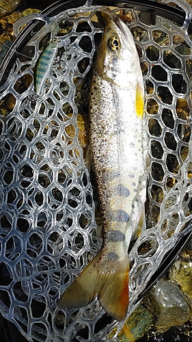 アマゴの釣果