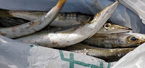 アカカマスの釣果