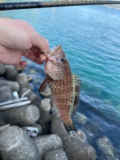 オオモンハタの釣果