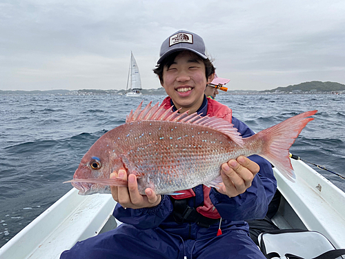 マダイの釣果