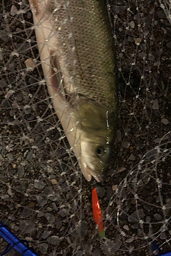 マルタウグイの釣果