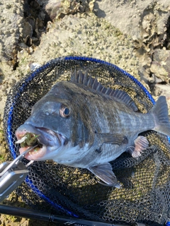 クロダイの釣果