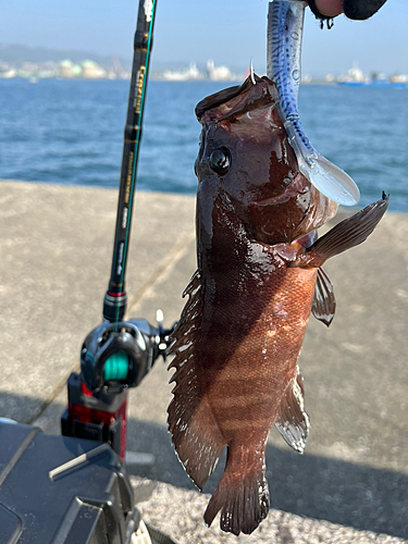 ヤミハタの釣果