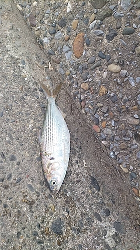 コノシロの釣果