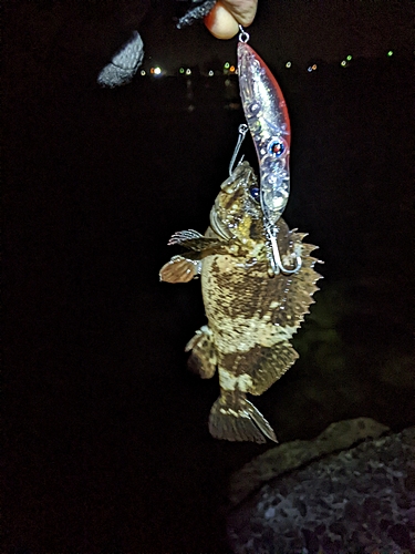 ソイの釣果