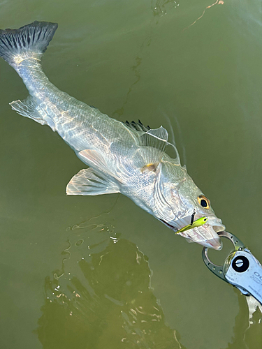 シーバスの釣果