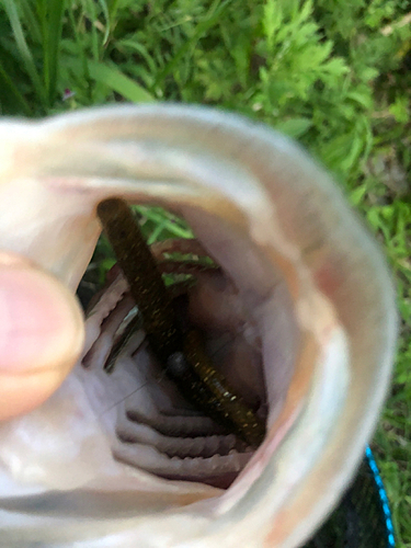 ラージマウスバスの釣果