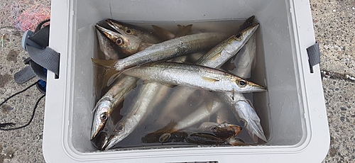 カマスの釣果