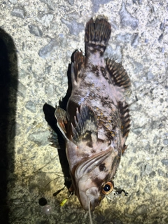 タケノコメバルの釣果