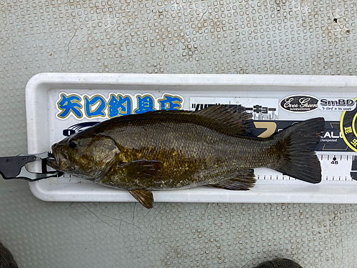 スモールマウスバスの釣果