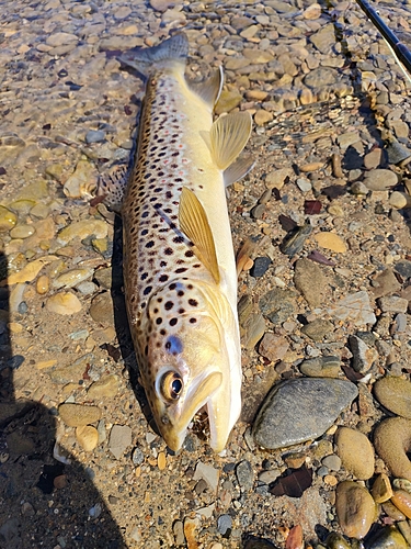 ブラウントラウトの釣果