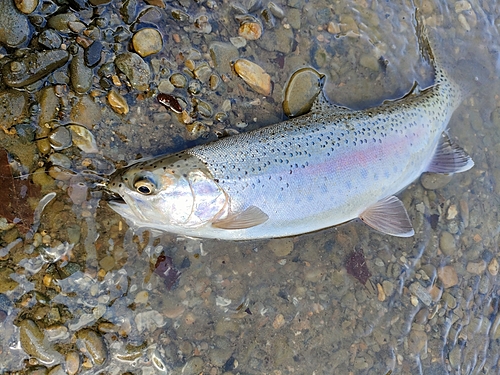 ニジマスの釣果