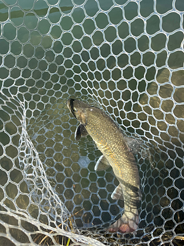 トラウトの釣果