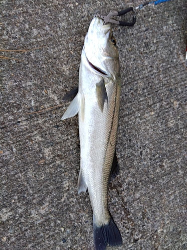 スズキの釣果