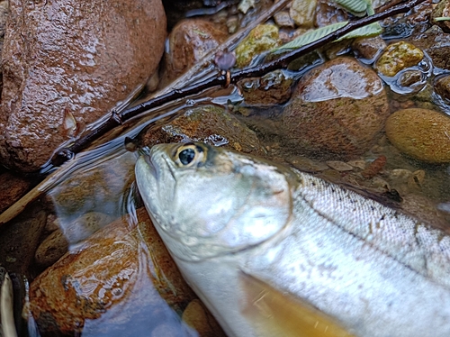 ヤマメの釣果