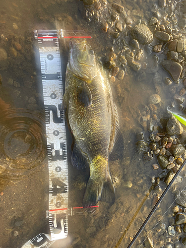 スモールマウスバスの釣果