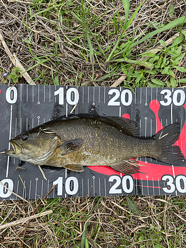 スモールマウスバスの釣果