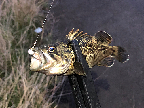 クロソイの釣果