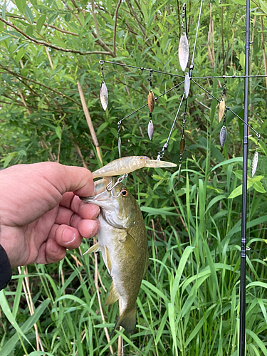 スモールマウスバスの釣果