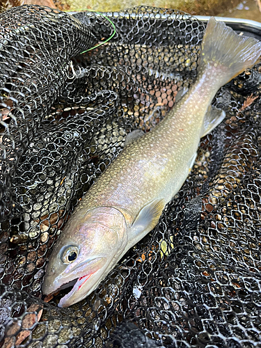 イワナの釣果