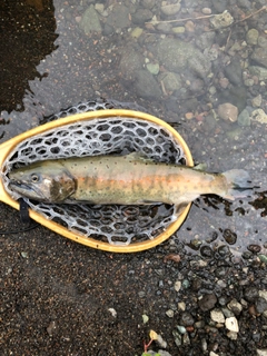 アマゴの釣果