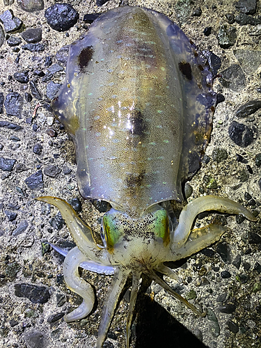 アオリイカの釣果