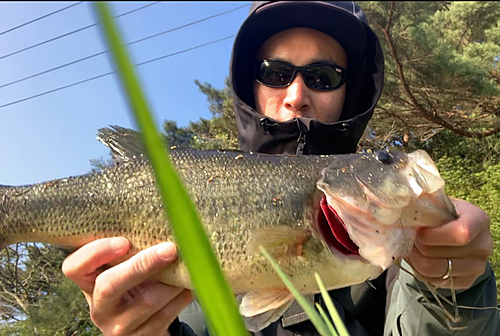 ラージマウスバスの釣果