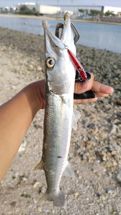 オニカマスの釣果