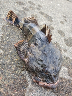 カジカの釣果