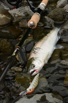 アマゴの釣果