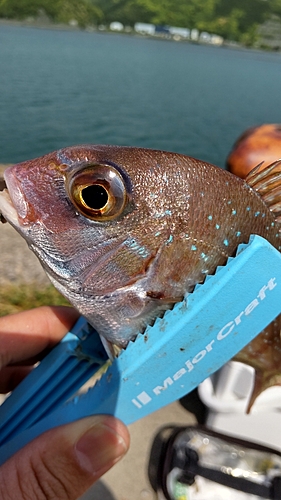 キスの釣果