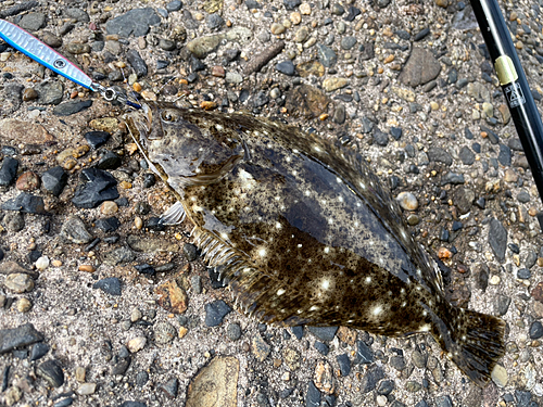 ソゲの釣果