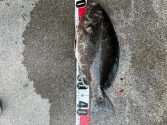 クチブトグレの釣果