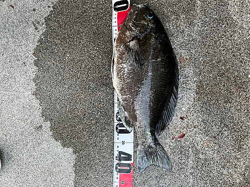 クチブトグレの釣果