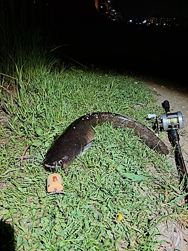 ナマズの釣果