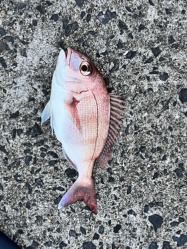 マダイの釣果